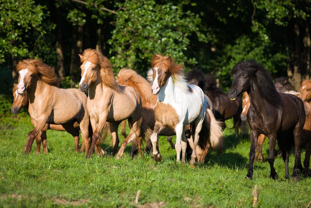 Hotel Reitzentrum Hausruckhof Ampflwang im Hausruckwald Luaran gambar